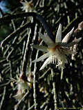 Rhipsalis pilocarpa