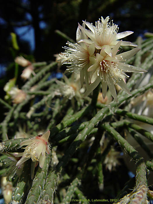 Rhipsalis pilocarpa