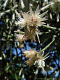 Rhipsalis pilocarpa