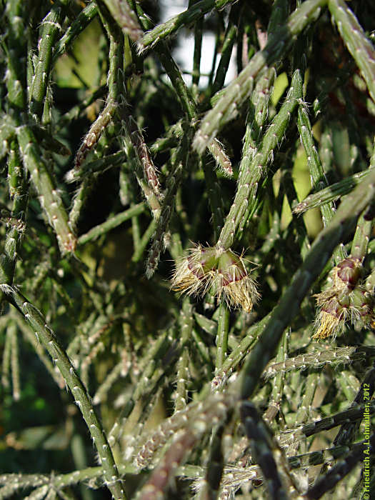 Rhipsalis pilocarpa