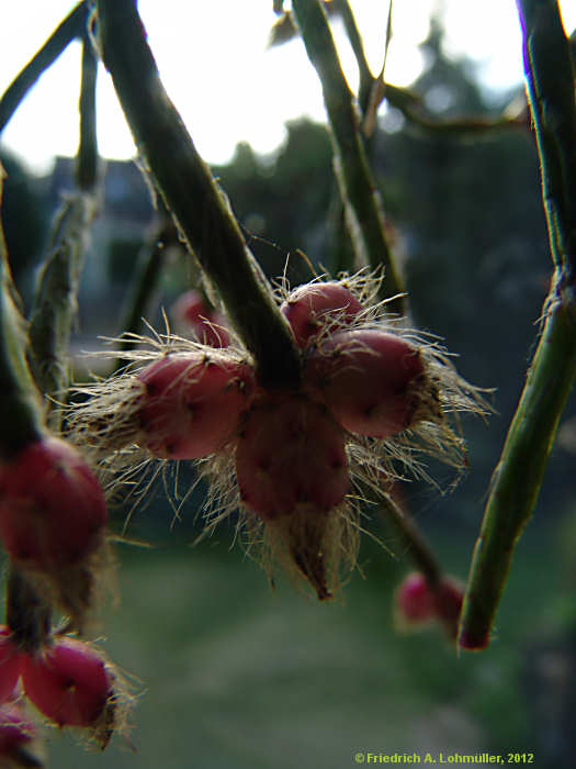 Rhipsalis pilocarpa