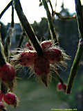 Rhipsalis pilocarpa