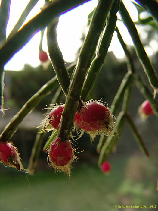 Rhipsalis pilocarpa