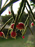 Rhipsalis pilocarpa