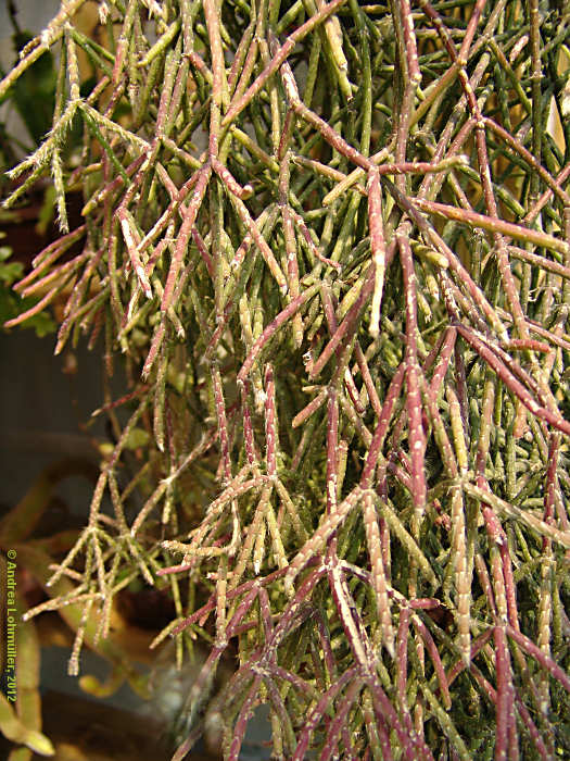 Rhipsalis pilocarpa