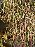 Rhipsalis pilocarpa