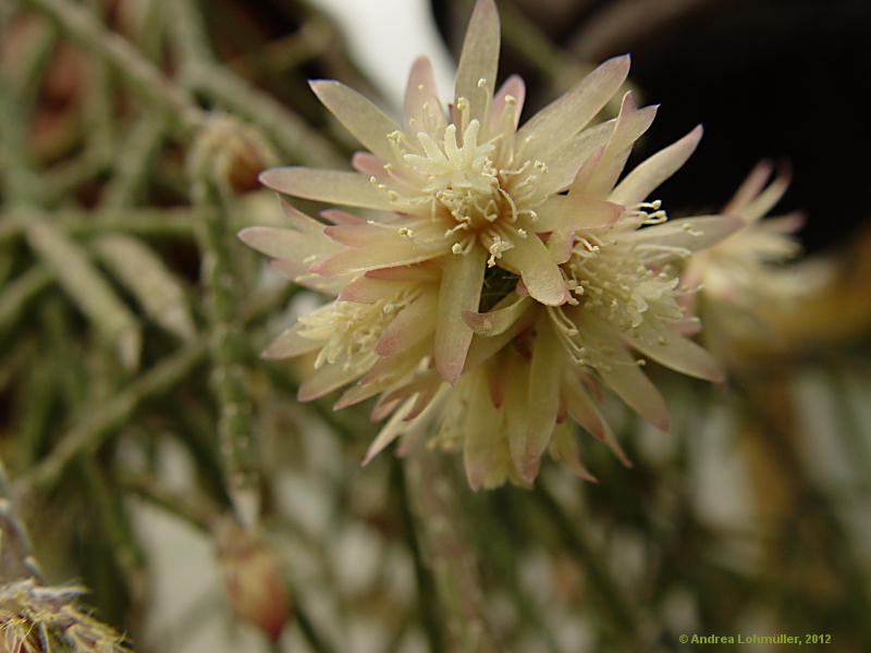 Rhipsalis pilocarpa