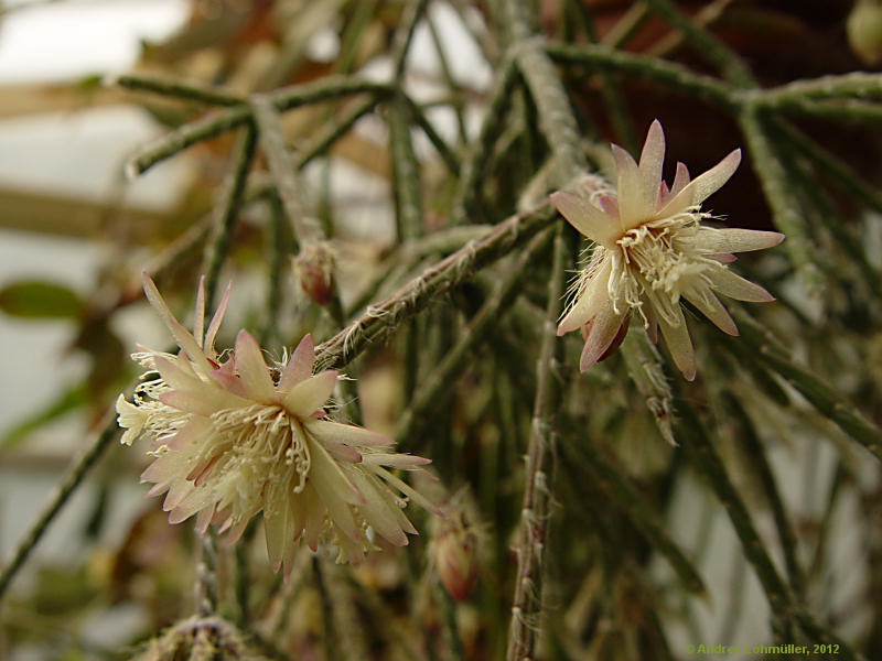 Rhipsalis pilocarpa