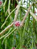 Rhipsalis pilocarpa