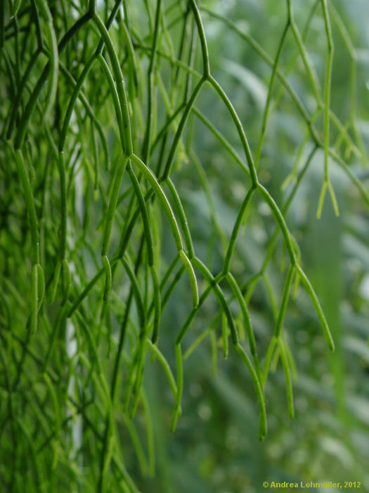 Rhipsalis teres, Rhipsalis capilliformis