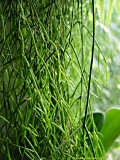 Rhipsalis teres