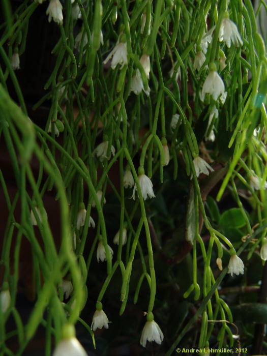 Rhipsalis teres, Rhipsalis capilliformis