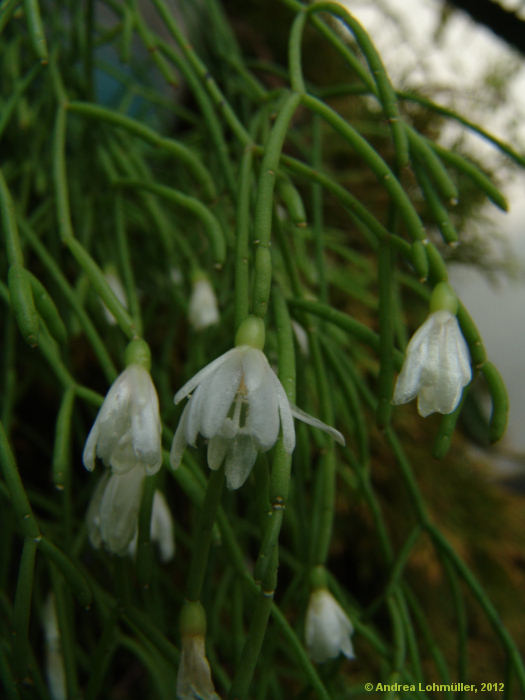 Rhipsalis teres, Rhipsalis capilliformis