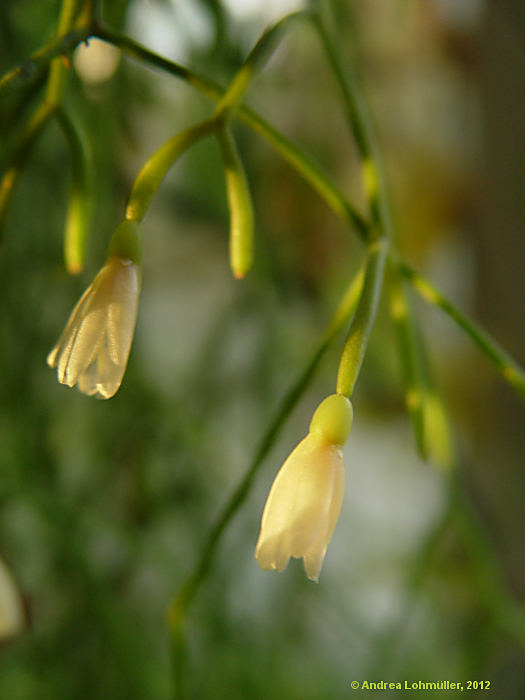 Rhipsalis teres, Rhipsalis capilliformis