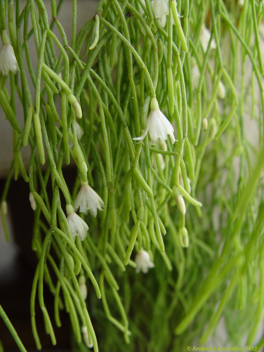 Rhipsalis teres, Rhipsalis capilliformis