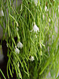 Rhipsalis teres