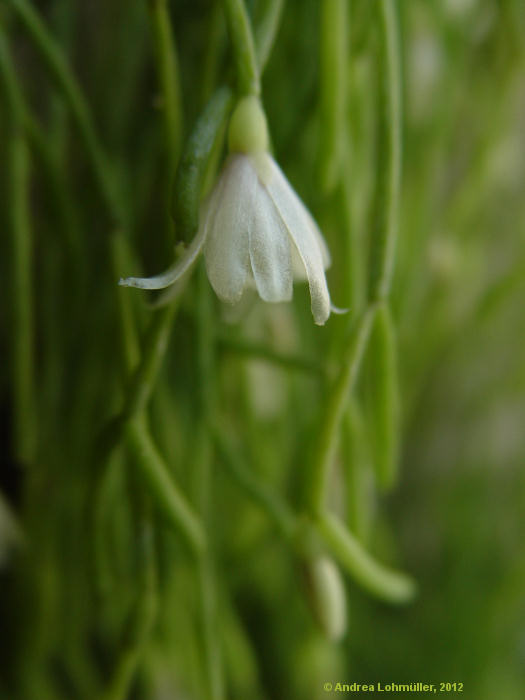 Rhipsalis teres, Rhipsalis capilliformis