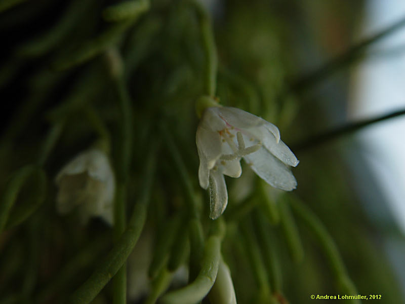 Rhipsalis teres, Rhipsalis capilliformis