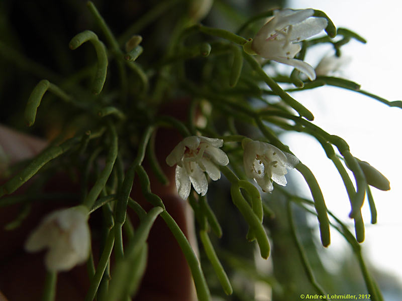 Rhipsalis teres, Rhipsalis capilliformis