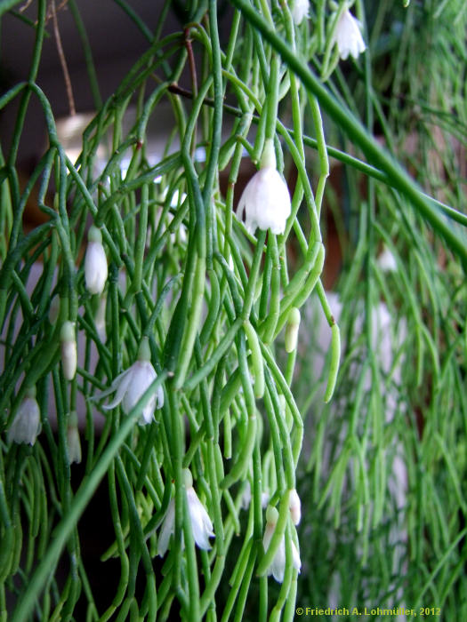 Rhipsalis teres, Rhipsalis capilliformis