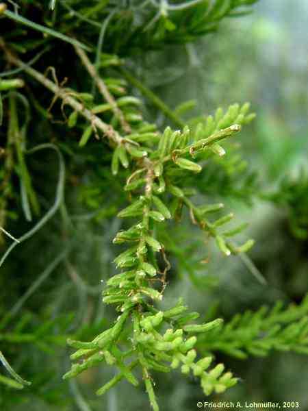 Rhipsalis mesembryanthemoides