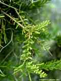 Rhipsalis mesembryanthemoides