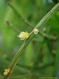 Rhipsalis baccifera, Rhipsalis cassutha