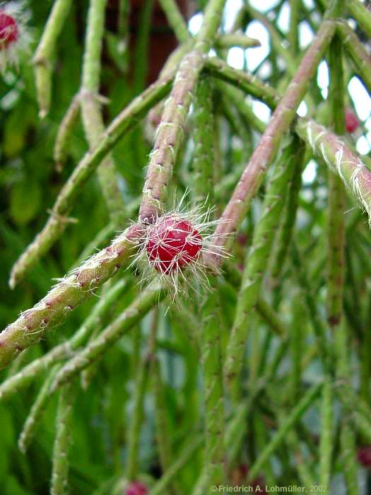 Rhipsalis pilocarpa LOEFGREN 