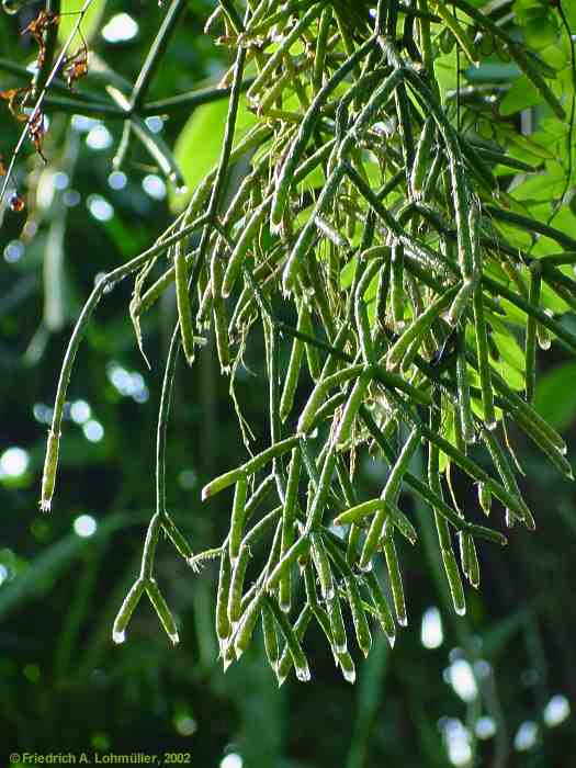 Rhipsalis pilocarpa LOEFGREN 