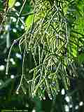 Rhipsalis pilocarpa