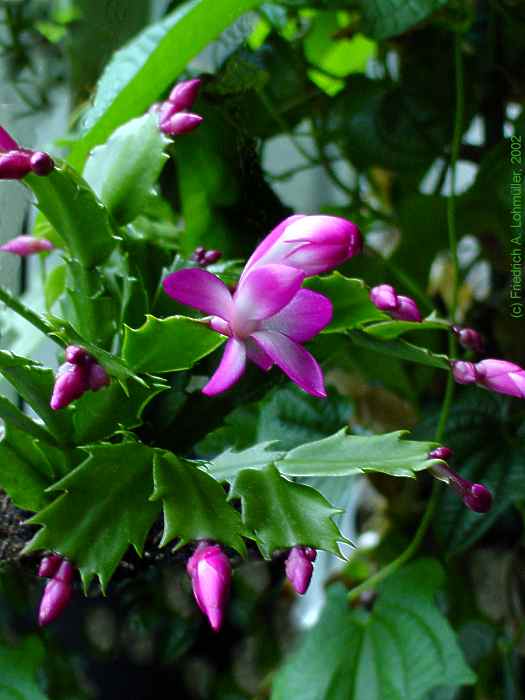 Schlumbergera cv.