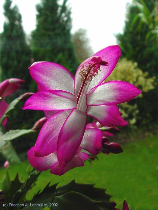 Schlumbergera cv.