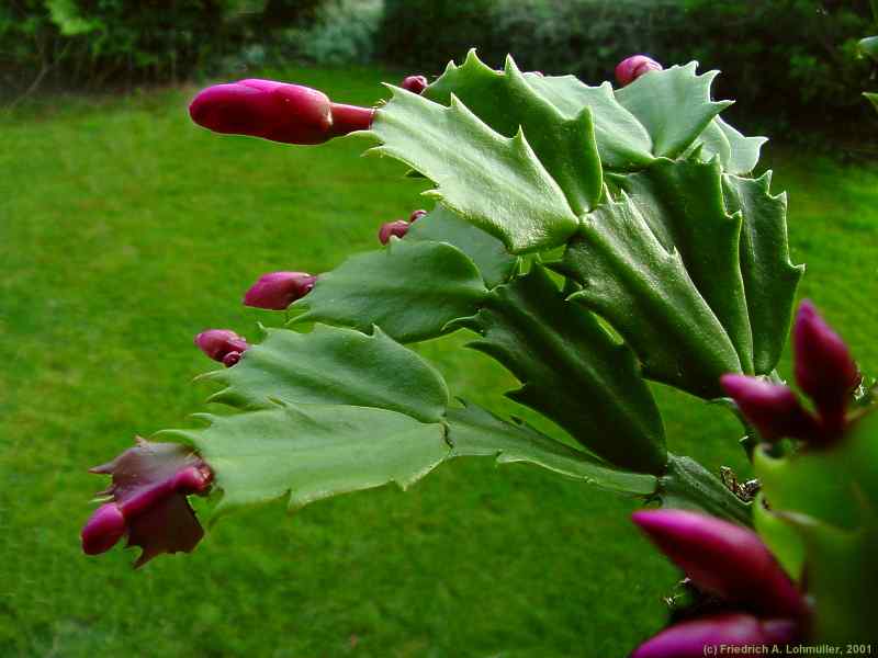 Schlumbergera cv.