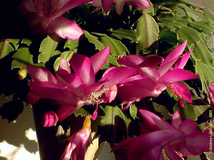 Schlumbergera cv.