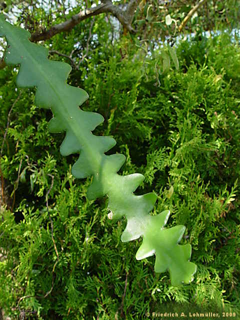 Selenicereus anthonianus, Cryptocereus anthonianus