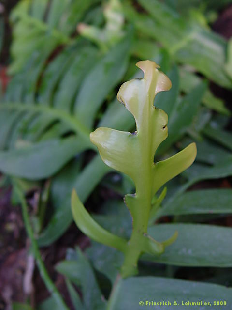 Selenicereus anthonianus, Cryptocereus anthonianus