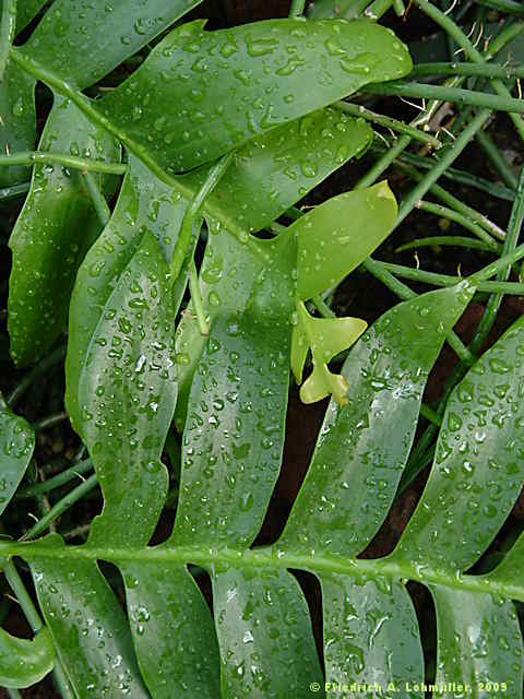 Selenicereus anthonianus, Cryptocereus anthonianus