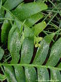 Selenicereus chrysocardium, Epiphyllum chrysocardium