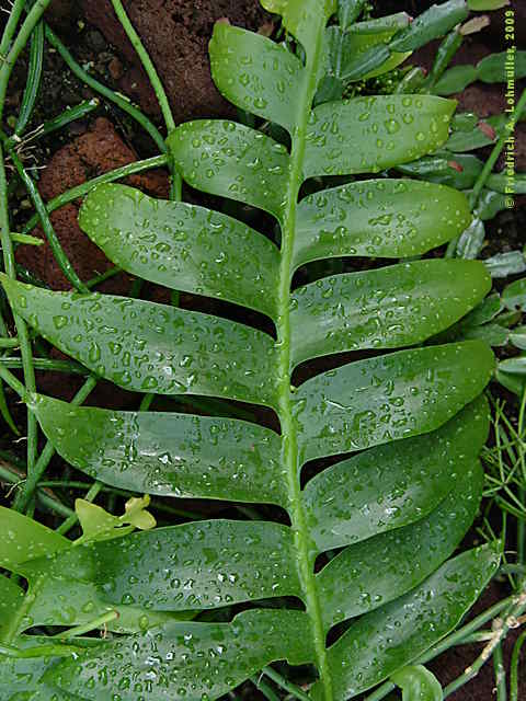 Selenicereus anthonianus, Cryptocereus anthonianus