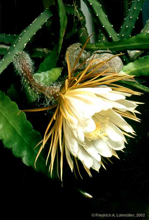 Selenicereus grandiflorus (L.) BR. & R.