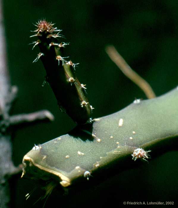 Selenicereus grandiflorus (L.) BR. & R.