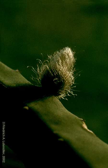 Selenicereus grandiflorus (L.) BR. & R.