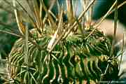 Echinofossulocactus multicostatus
