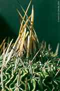 Stenocactus, Echinofossulocactus