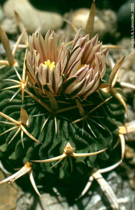 Echinofossulocactus grandicornis