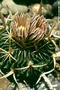 Stenocactus, Echinofossulocactus