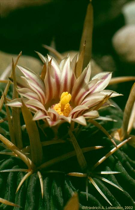 Echinofossulocactus grandicornis