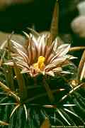 Stenocactus, Echinofossulocactus