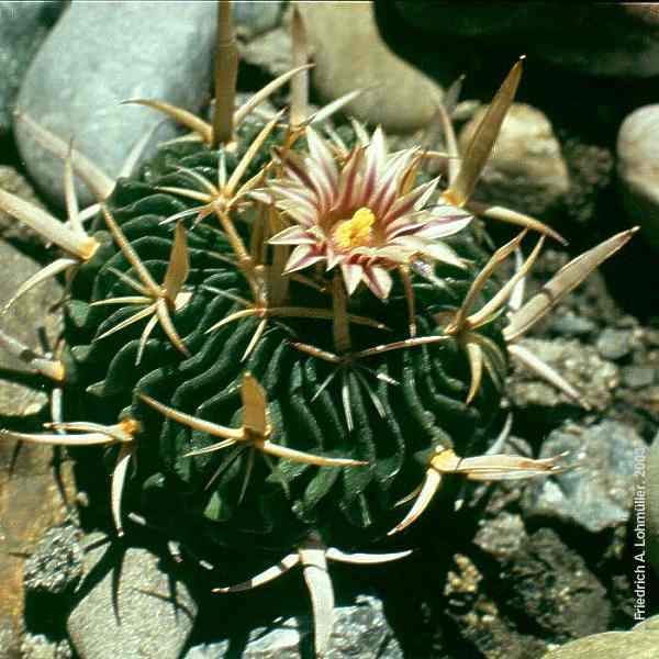 Stenocactus species