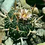 Echinofossulocactus 
